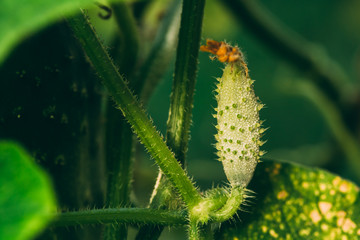 Organic Green Cucumbers Growing on Vines In Vegetable Garden