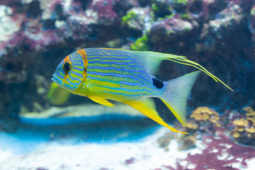 Symphorichthys spilurus - Sailfin snapper