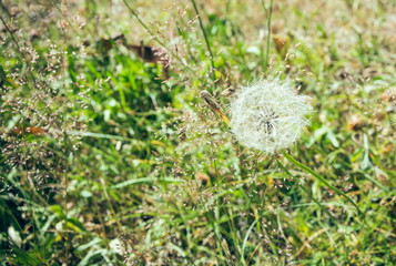 Pusteblume auf einer Wiese im Sommer