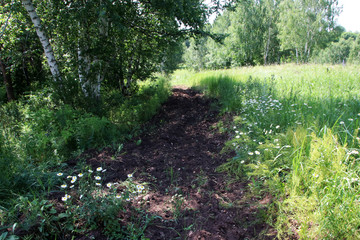 Firebreak in the summer birch forest