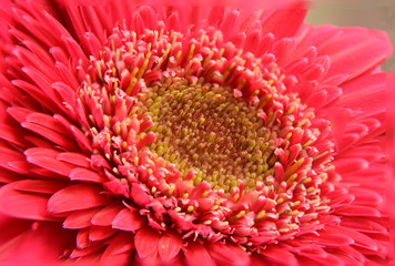 closeup of red flower