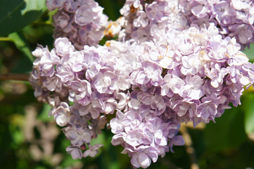 Syringa vulgaris common purple lilac many flowers 