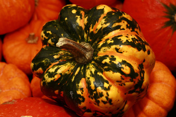 Halloween pumpkin Collection  