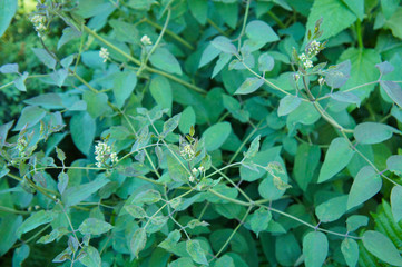 clematis liana green foliage