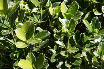 Euonymus japonicus or japanese euonymus green shrub plant