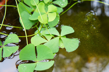 Marsilea quadrifolia or aquatic fern green plant on water surface