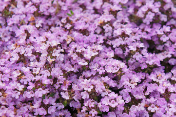 thymus serpyllum or breckland thyme purple flowers background