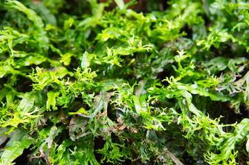 Microsorum punctatum mermaid tail green plant