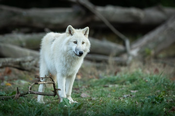Obraz premium White Wolf in the forest