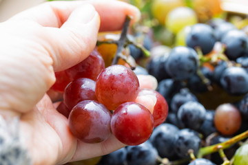 in the hands of ripe pink grapes