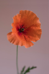 Beautiful red poppy on pink background