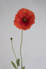 Beautiful red poppy on white background