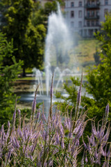 Landesgartenschau (Bad Schwalbach)