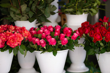 a bouquet of red roses