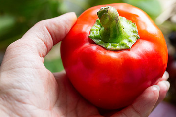 one big whole pepper in hands