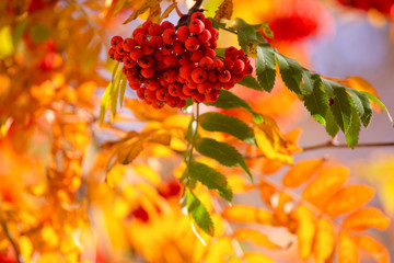 ripe red rowan berries on a tree