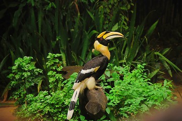 Portrait of Hornbill bird with green leaves background. 