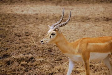 Close up portrait of a african Impala ram in a dry meadow.