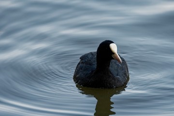 Coot
