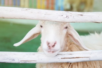 A sheep looking through wooden fence.