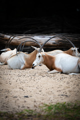  scimitar oryx, Oryx dammah