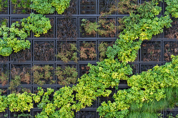 Fototapeta na wymiar wall with plants