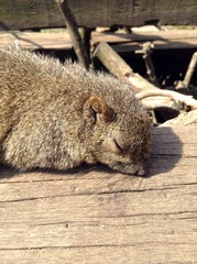 Naklejka na ściany i meble Close up of a squirrel sleeping in the sunlight.
