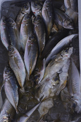 Obraz premium 三浦半島三崎の魚屋さん