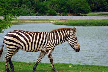 Fototapeta na wymiar A zebra walking in the green field near the river in the sunny day. 
