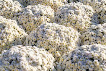 Beautiful bunches of white flowers