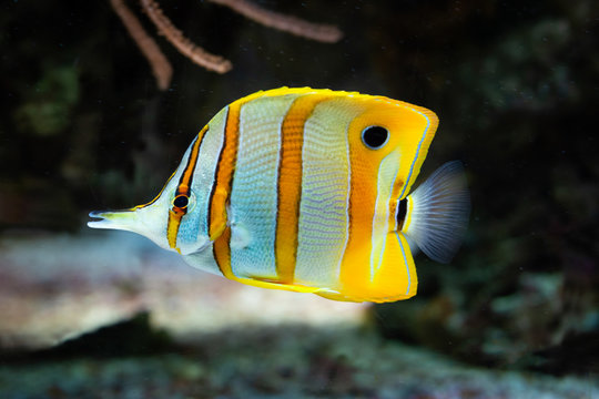 Chelmon rostratus - Banded Longsnout Butterflyfish