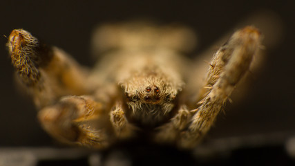 spider