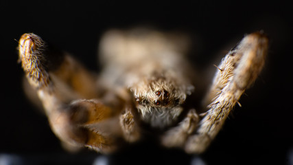 spider