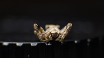 spider