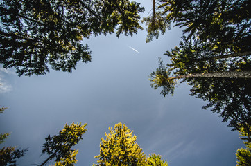 Look up
