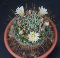 Cactus fiorito Mammillaria puberula
