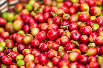 Fresh ripe Arabica coffee berries in the basket.