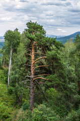 Pine in Altai mountains