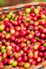 Fresh Arabica coffee berries in the basket.