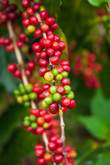 Fresh ripe Arabica coffee berries on the tree.