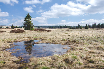 Peat bog with tree reflection