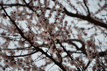 branches of a tree