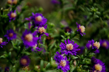 Fototapeta premium purple flowers in the garden