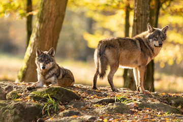 Obraz premium Grey Wolf in the forest