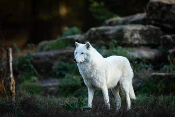 Selbstklebende Fototapeten Weißer Wolf im Wald © AB Photography