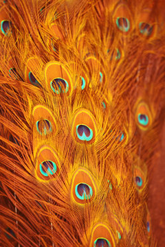 Cross processed image of peacock tail feathers