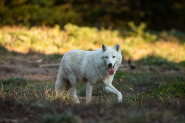 Obraz premium White wolf in the forest
