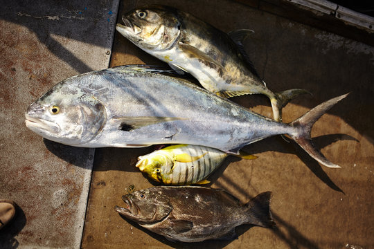 Days Catch