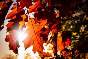 Herbst Laub im Gegenlicht