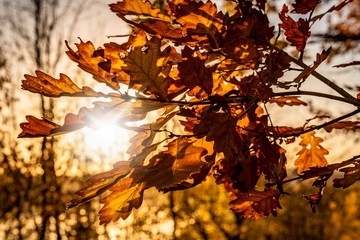 Herbst Laub im Gegenlicht
